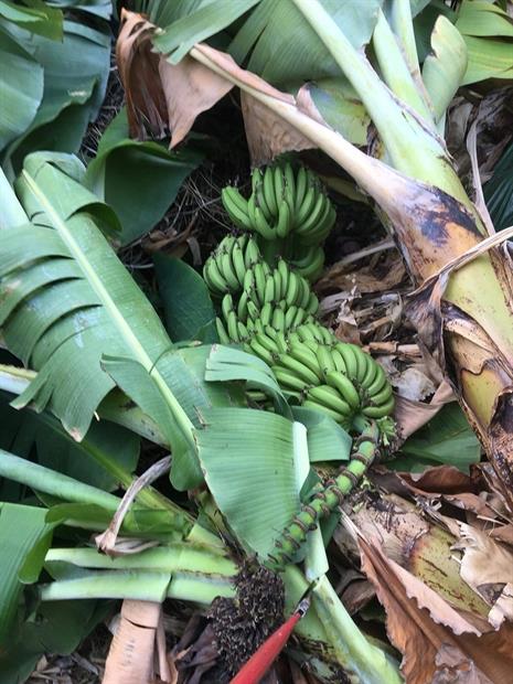 Άνεμοι ισοπέδωσαν υπαίθριες καλλιέργειες μπανάνας